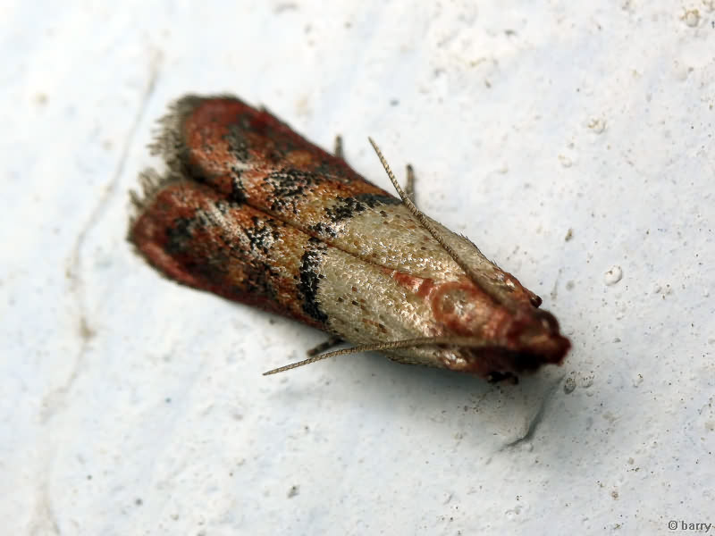 Plodia interpunctella (Hübner, 1813)